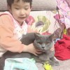 给一岁蓝猫公子找新家