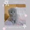 可爱小蓝猫 有长毛短毛折耳立耳