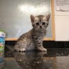 无锡市梁溪区16楼的猫代售猫咪纯种虎斑银虎斑