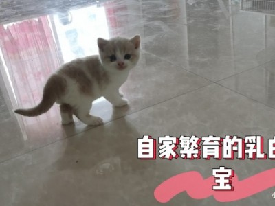 丹东市自家繁育乳白，蓝白，起司，蓝猫