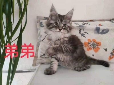 北京养户猫咪品种多样价格实惠