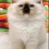 山西闻喜布偶猫，银渐层