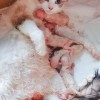 广州市布偶猫小仙女，蓝双家养生了5胎，品相优质