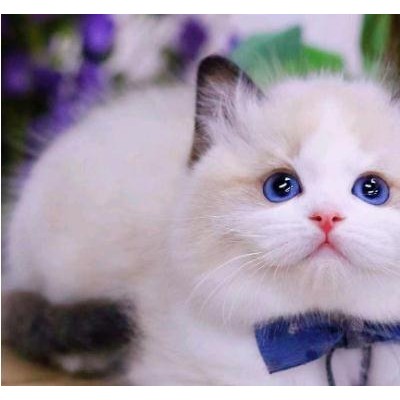 上海猫舍出售布偶蓝猫，精品布偶，可上门看猫咪