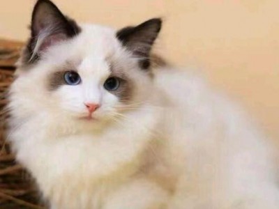 猫舍：出售蓝白猫 蓝猫 美短 银渐层 暹罗猫  布偶 金吉拉