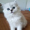 金吉拉小奶猫小公猫满2月位于银川