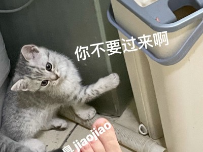 美短虎斑  送猫砂盆等一整套