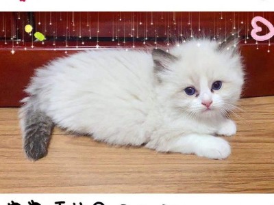 北京同城自家养布偶幼猫纯种海双布偶