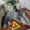 7月大蓝猫，急售