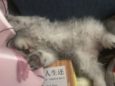 两个月长毛虎斑小奶猫找新家