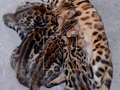 自家繁殖孟加拉豹猫