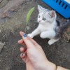 虎斑加白的猫咪