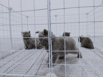 家养蓝猫 有偿领养  有好心人家收留吗 小猫太多啦