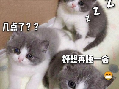 家养蓝猫/全款699  健康活泼可上家看