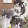 家养蓝猫/全款699  健康活泼可上家看