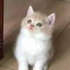 英短乳白公猫，深圳自提