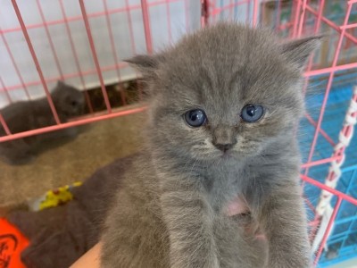 美短蓝猫幼崽，一个月多  526一只
