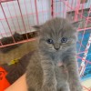 美短蓝猫幼崽，一个月多  526一只