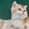 金渐层弟弟妹妹猫咪特价领养