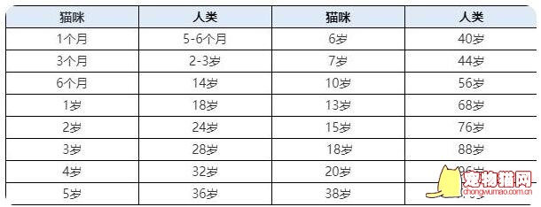 以人类的年龄换算猫的年龄