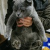英短蓝猫，是个妹妹，粘人不挑食，折耳