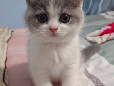湖北武汉，英短蓝白，长相漂亮可爱，各方面都很健康的一只纯种猫