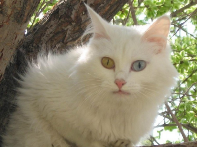 山东狮子猫异瞳纯白色