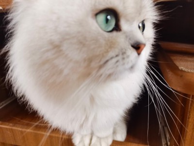 江苏南京，银渐层猫咪，可爱漂亮