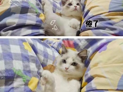 天河区出售布偶猫猫