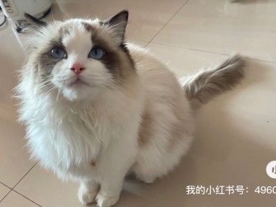 北京布偶猫纯种，性格温顺可爱