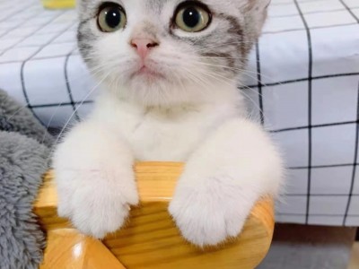 西安市美短起司猫，猫咪自身性格超级粘人