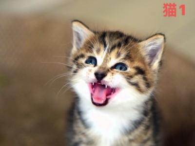 美短猫，可以吃幼猫粮了，会上卫生间使用猫砂
