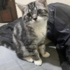西安市英短5月小猫