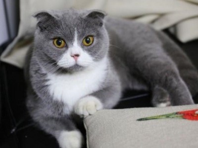 湖南长沙，一岁蓝白猫，已绝育，健康，送猫包猫砂猫粮