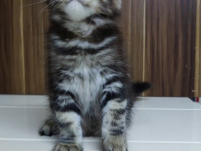 缅因猫幼猫出售，银虎斑  棕虎斑 多种花色