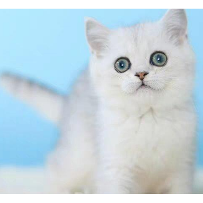 上海猫舍英短猫咪蓝白猫咪支持上门挑选 有优惠哦
