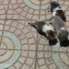 天津自家繁殖猫咪，新出生的小猫还没满月
