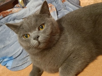 英短蓝猫一岁多妹妹，送猫粮猫砂等，坐标广东汕尾