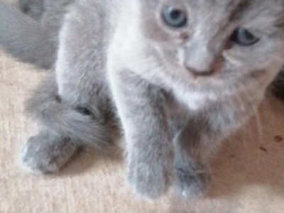 家养英短蓝猫出售，6只蓝猫仔，坐标山东济南