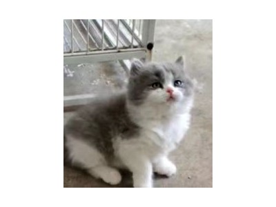 出售英国短毛猫，自家养的四只猫咪