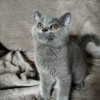 深圳罗湖/纯种蓝猫幼崽超低价出让，品相佳，健康活泼