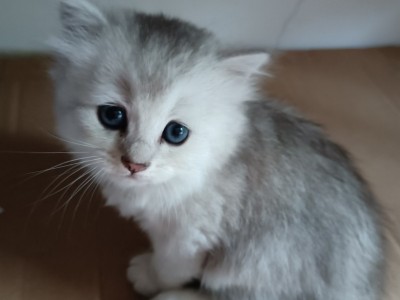 深圳自家繁殖的金吉拉幼猫身体健康活泼可爱