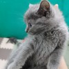 东莞大朗出两只蓝猫，两个月。忍痛割爱，无病无癣，身肥体壮。