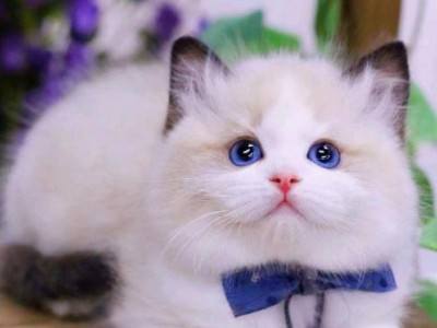 猫舍：布偶美短猫渐层蓝猫蓝白金吉拉暹罗矮脚猫咪支持上门