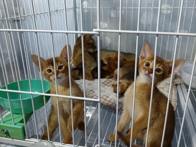 阿比西尼亚猫，红色红褐色阿比，公母出售