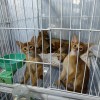阿比西尼亚猫，红色红褐色阿比，公母出售
