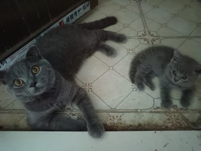 英短蓝猫2个月大，坐标惠州