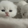 英短银渐层猫猫出售只限宁夏吴忠或银川