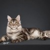 银虎斑缅因猫弟弟，性格粘人，坐标武汉市洪山区