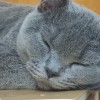 家养英短蓝猫10个月，坐标深圳龙华